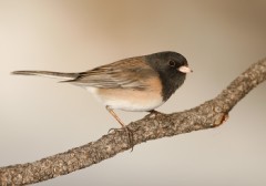 Dark-eyed Junco (Oregon Junco)