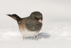 Dark-eyed Junco (Oregon Junco)