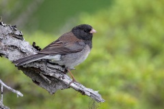 Dark-eyed Junco (Oregon Junco)