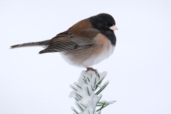 Dark-eyed Junco (Oregon Junco)