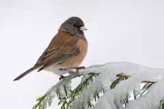 Dark-eyed Junco (Oregon Junco)