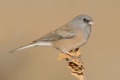 Dark-eyed Junco (Pink-sided Junco)