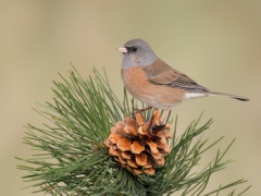 Dark-eyed Junco (Pink-sided Junco)