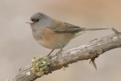 Dark-eyed Junco (Pink-sided Junco)