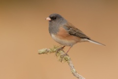 Dark-eyed Junco (Pink-sided Junco)