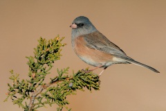 Dark-eyed Junco (Pink-sided Junco)