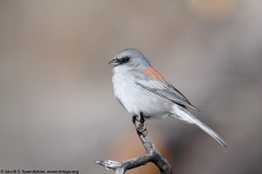 Dark-eyed Junco (Red-backed Junco)