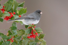 Dark-eyed Junco (Slate-colored Junco)