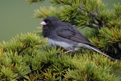 Dark-eyed Junco (Slate-colored Junco)