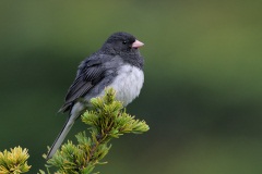 Dark-eyed Junco (Slate-colored Junco)