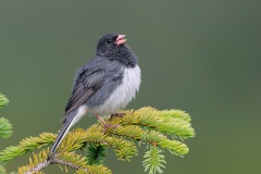 Dark-eyed Junco (Slate-colored Junco)