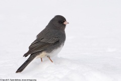 Dark-eyed Junco (Slate-colored Junco)