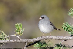 Dark-eyed Junco (Gray-headed Junco)