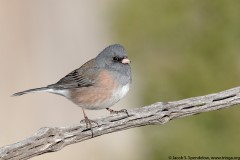 Dark-eyed Junco