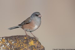 Dark-eyed Junco