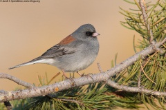 Dark-eyed Junco (Gray-headed Junco)