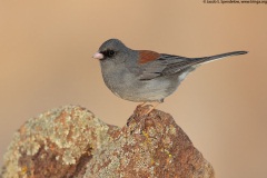 Dark-eyed Junco (Gray-headed Junco)