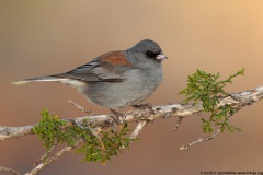 Dark-eyed Junco (Gray-headed Junco)