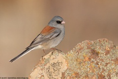 Dark-eyed Junco (Gray-headed Junco)