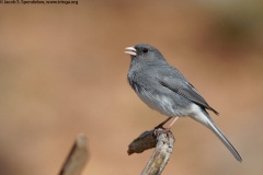 Dark-eyed Junco (Slate-colored Junco)