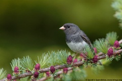 Dark-eyed Junco (Slate-colored Junco)