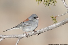 Dark-eyed Junco (Gray-headed Junco)