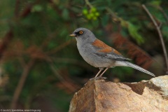 Yellow-eyed Junco