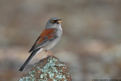 Yellow-eyed Junco