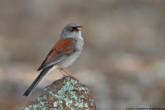 Yellow-eyed Junco