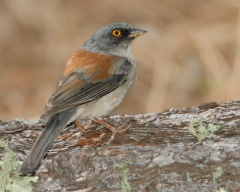 Yellow-eyed Junco