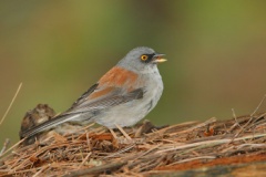 Yellow-eyed Junco