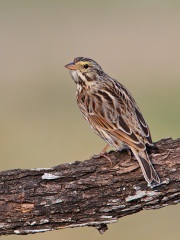 Savannah Sparrow