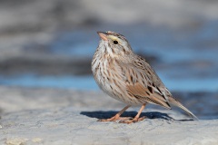 Savannah Sparrow (Ipswich Sparrow)