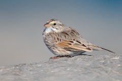 Savannah Sparrow (Ipswich Sparrow)