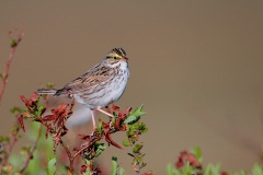 Savannah Sparrow (Typical Savannah Sparrow)