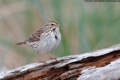 Savannah Sparrow