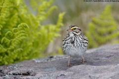 Savannah Sparrow