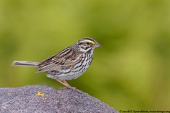 Savannah Sparrow