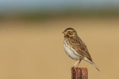 Savannah Sparrow (Typical Savannah Sparrow)