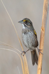 Seaside Sparrow