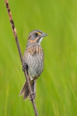 Seaside Sparrow