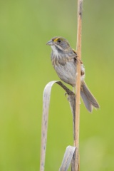 Seaside Sparrow