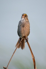 Seaside Sparrow