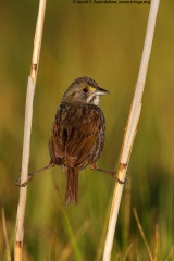 Seaside Sparrow