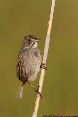 Seaside Sparrow