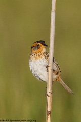 Saltmarsh Sparrow