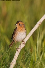 Nelson's Sparrow