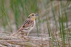 Le Conte's Sparrow