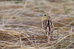 Le Conte's Sparrow