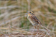 Le Conte's Sparrow